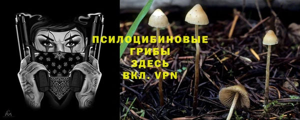 спиды Гатчина