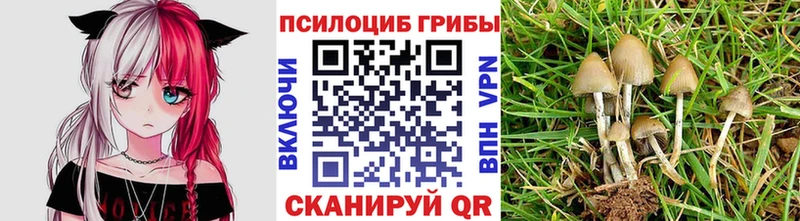где найти   Катайск  Псилоцибиновые грибы MAGIC MUSHROOMS 